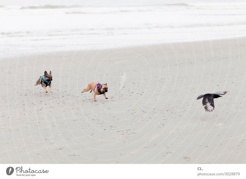 die wilde jagd Sommerurlaub Strand Meer Insel Wellen Sand Wasser Küste Nordsee Tier Haustier Wildtier Hund Vogel Flügel 3 fliegen laufen lustig Freude Tierliebe