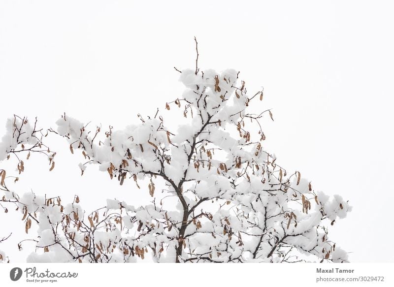 Akazienzweig mit Schnee im Winter Leben Umwelt Natur Pflanze Wetter Schneefall Baum Park Wald Coolness frisch hell weiß Hintergrund Niederlassungen kalt Entwurf