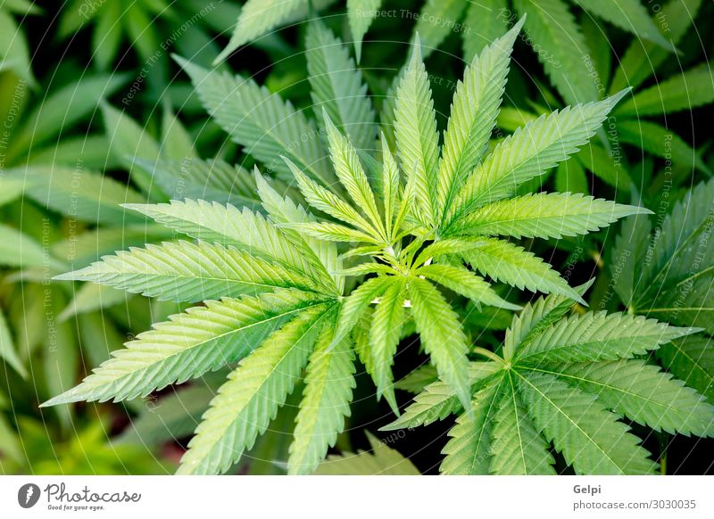 Medizinische Cannabiskultur fast erntereif Medikament Erholung Pflanze Wachstum Schmerz medizinisch Abhängigkeit Gesundheit Feldfrüchte klinisch Ernte Ackerbau