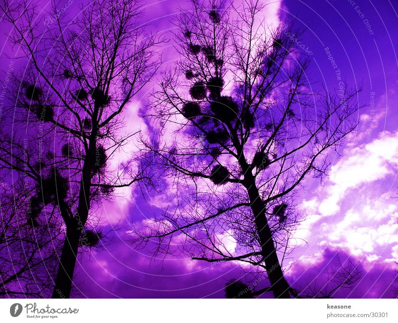googleymoogley Baum violett schwarz Himmel Linse Perspektive http://www.keasone.de