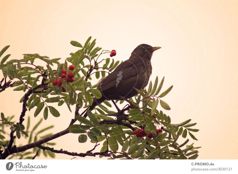 Dompfaff Gimpel Natur Ein Lizenzfreies Stock Foto Von Photocase