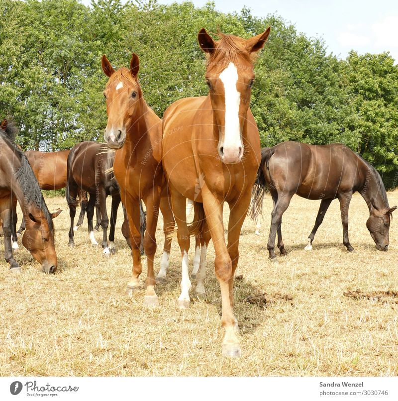 Pferde Tier 4 Tiergruppe Herde gehen genießen stehen Geborgenheit Zusammensein Tierliebe träumen Sehnsucht Gesellschaft (Soziologie) Idylle Reiten züchten