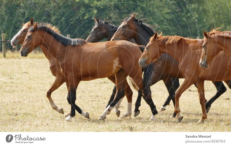 Pferde Tiergruppe Herde gehen laufen Gesellschaft (Soziologie) gleich Glück Hoffnung Idylle Westfahle Rassepferd Reiten Western Mountains Farbfoto Außenaufnahme