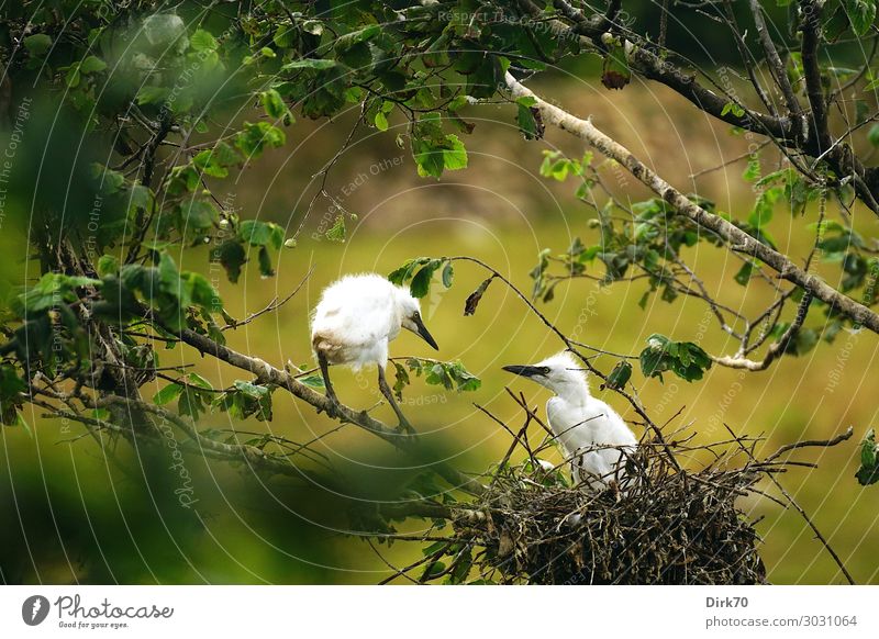 Nestflüchter: Seidenreiher-Küken Umwelt Natur Tier Sommer Pflanze Baum Blatt Park Wald Santillana del Mar Kantabrien Spanien Wildtier Vogel Jungvogel 2