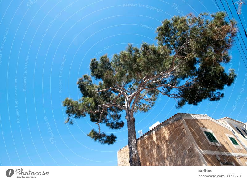 Einfach mal die Seele baumeln lassen Spanien Balearen Mallorca Pinie Allepo Kiefer Fassade Gebäude alt Naturstein Wärme Sommer Ferien & Urlaub & Reisen Erholung