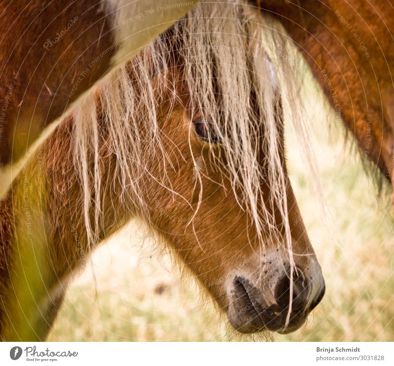 Schüchternes Fohlen schaut hinter seiner Mutter hervor harmonisch ruhig Reiten Natur Tier Schönes Wetter Haustier Pferd 2 Tierjunges berühren Blick authentisch