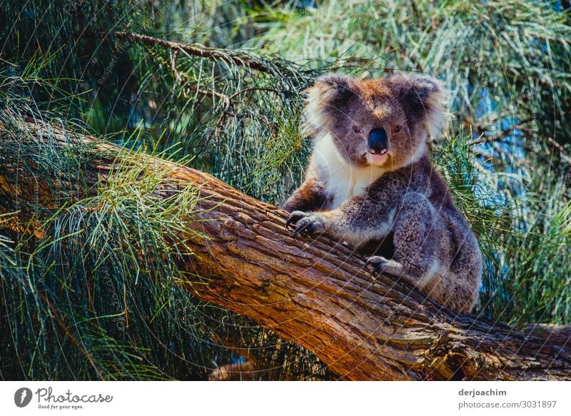 400 / bin schon wach ( fast ) // Ein Koala sietzt auf einem Baumstamm und schaut in die Kamera.  Um Ihn herum lauter Grüne Zweige. Freude Zufriedenheit Ausflug
