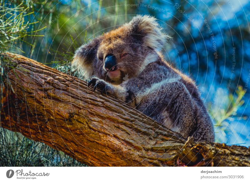 Im Tiefschlaf ist ein liegender Koala auf einem Baumstamm. Er krallt sich auf dem Baum fest- Freude Erholung Ausflug Natur Sommer Schönes Wetter Urwald
