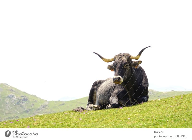 Taking it easy: Kantabrische Kuh in den Picos de Europa. Landschaft Sommer Schönes Wetter Gras Wiese Berge u. Gebirge Kantabrisches Gebirge Alm Weide Fuente Dé