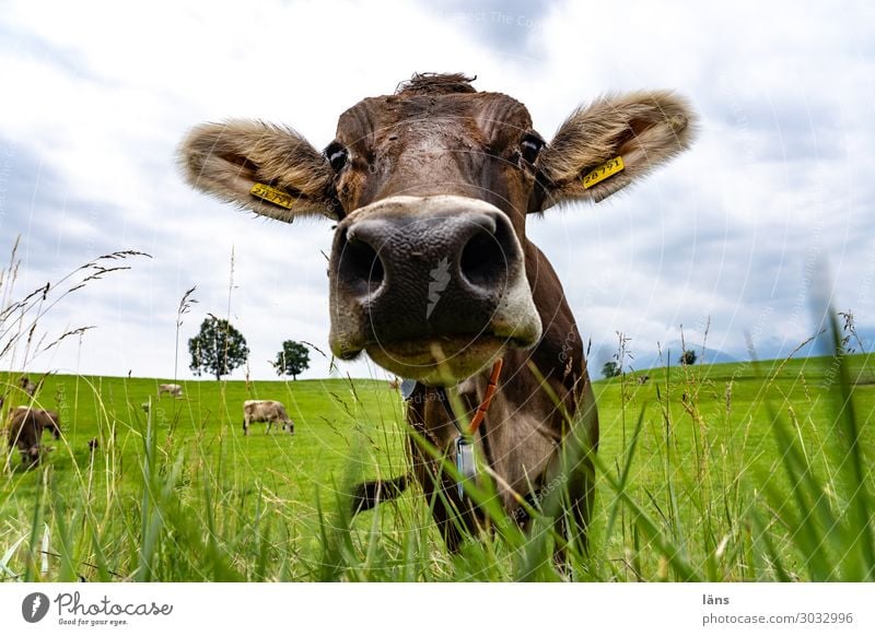 Allgäuer Rind Landwirtschaft Forstwirtschaft Himmel Sommer Gras Wiese Tier Kuh Tiergesicht 1 Tiergruppe beobachten Blick stehen außergewöhnlich Freundlichkeit