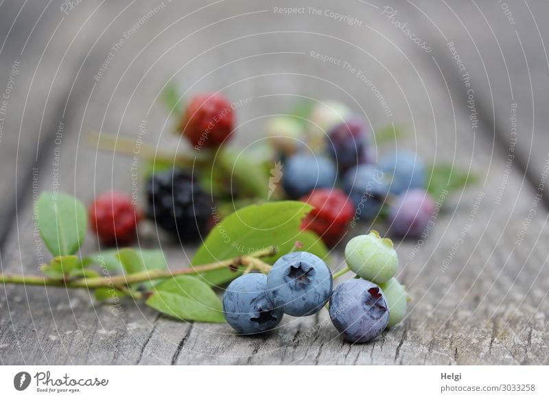 frisch geerntete reife Heidelbeeren und Brombeeren liegen auf einem alten Holztisch Lebensmittel Frucht Blaubeeren Ernährung Bioprodukte Vegetarische Ernährung