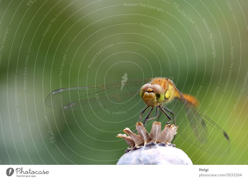 Nahaufnahme einer Libelle, die auf einer Mohnkapsel sitzt Umwelt Natur Pflanze Tier Sommer Schönes Wetter Garten Wildtier 1 festhalten Blick stehen ästhetisch
