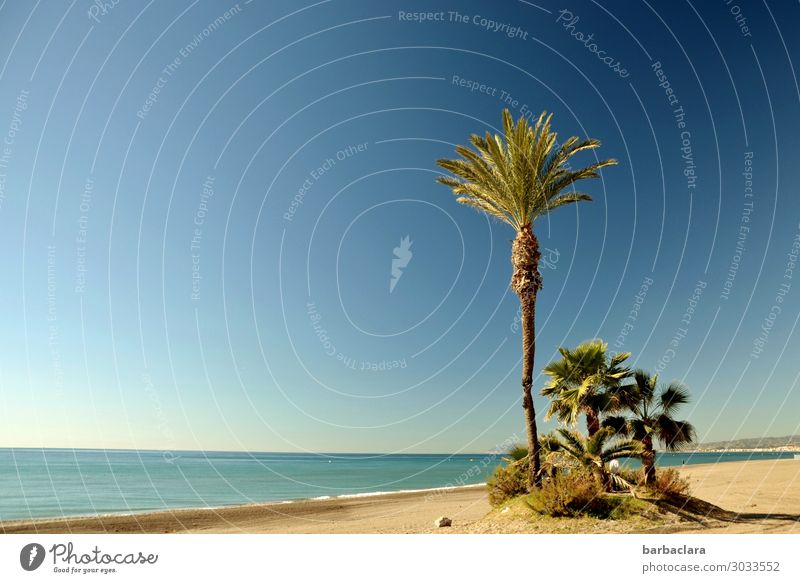Andalusien im Winter Ferien & Urlaub & Reisen Tourismus Freiheit Strand Natur Landschaft Urelemente Wasser Sonne Klima Pflanze exotisch Palme Küste Meer