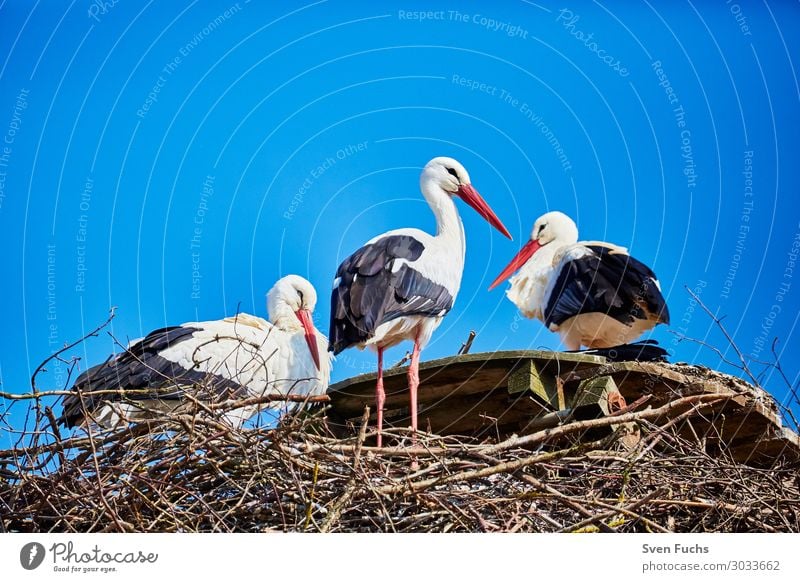 Drei Störche in einem Nest schön Sommer Familie & Verwandtschaft Natur Tier Frühling Wildtier Vogel Tierjunges stehen blau schwarz weiß Storch Zugvogel