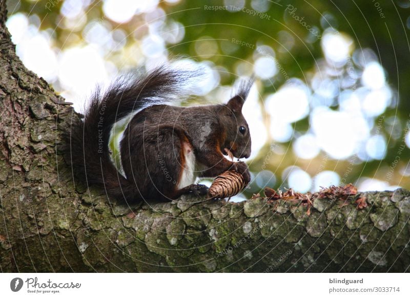 Eichhörnchen knabbert auf einem Ast an einem Fichtenzapfen. Qualitätstest der Ware bevor die Sammlung und Einlagerung der Wintervorräte fortgesetzt wird.