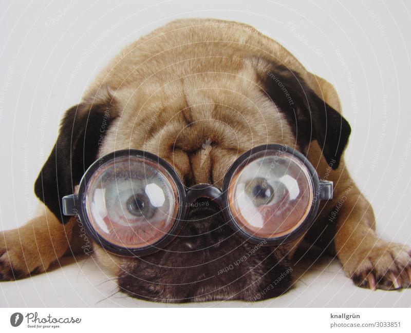 Durchblick Tier Haustier Hund Mops 1 Brille Denken liegen Blick braun schwarz weiß Gefühle Traurigkeit Sorge Kommunizieren Sorgenfalte Farbfoto Studioaufnahme