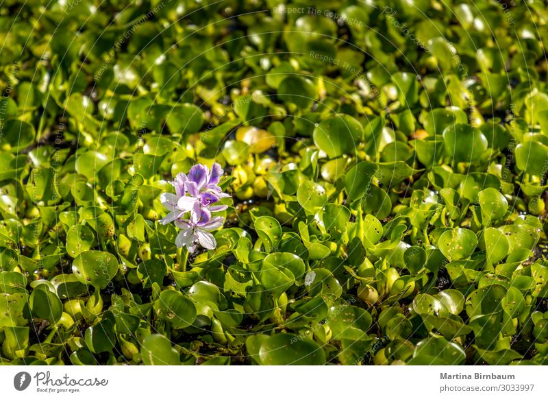 Nahaufnahme von rosa Lilien in den Sümpfen des Golfs von Mexiko schön Sommer Garten Natur Landschaft Pflanze Blume Blatt Blüte See frisch natürlich grün Farbe