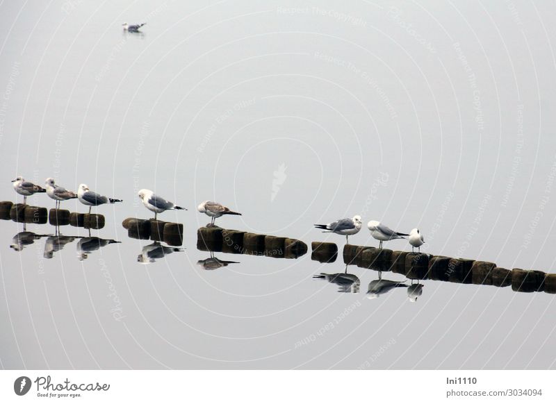 Möwen Reihe Natur Tier Wasser Frühling Nebel Küste Seeufer Ostsee Wildtier Vogel Möwenvögel Tiergruppe blau braun grau schwarz weiß Reflexion & Spiegelung