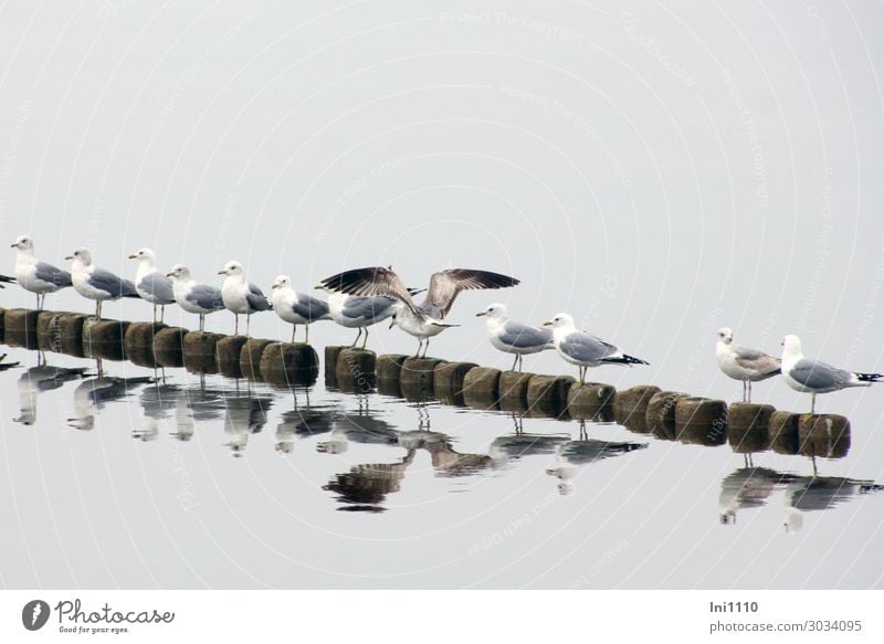 Möwen Reihe Natur Tier Nebel Küste Seeufer Strand Wildtier Vogel Tiergruppe blau braun grau schwarz weiß Usedom startbereit richtungweisend Ostsee warten