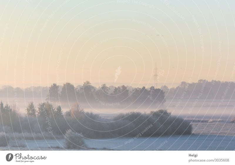 Landschaft mit Morgennebel und diffusem Sonnenlicht im Moor Instant-Messaging Umwelt Natur Pflanze Himmel Herbst Nebel Baum Sträucher Wiese Sumpf stehen