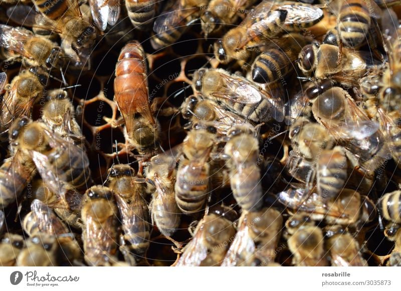 luftig | die Königin hält Hof - auffällige, aber unmarkierte Bienenkönigin umringt von Arbeiterbienen auf Bienenwabe Natur Nutztier bauen viele braun gelb
