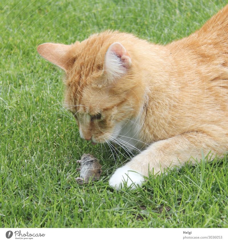 rot-getigerte Katze schaut im Gras auf ihre Beute, eine kleine Maus Umwelt Natur Pflanze Tier Garten Haustier Wildtier Totes Tier 2 beobachten liegen Blick