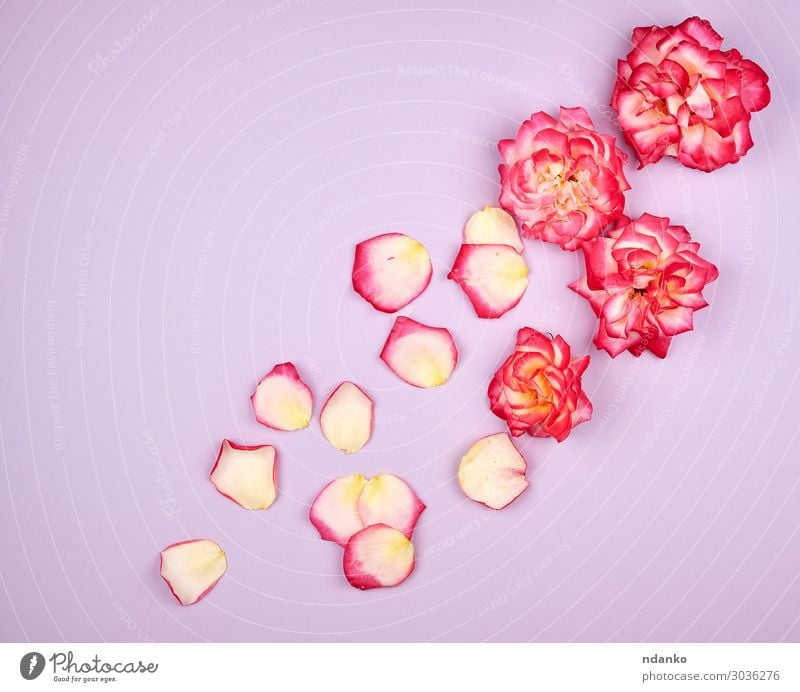 blühende Knospen von rosa Rosen auf fliederfarbenem Hintergrund elegant schön Sommer Dekoration & Verzierung Feste & Feiern Valentinstag Hochzeit Geburtstag