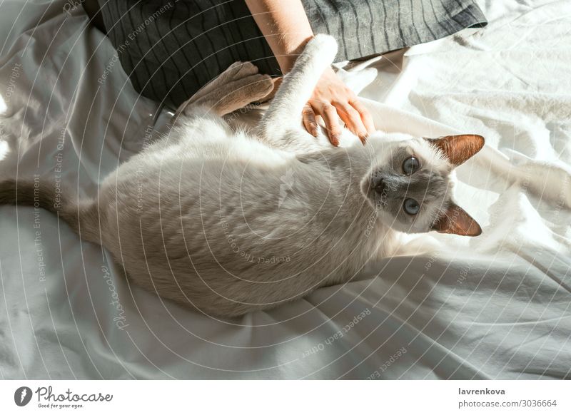 weißes Katzenhaustier von einer Frau auf einem weißen Laken Bettlaken Freundschaft Bettwäsche gemütlich Hygge schön Pelzmantel weich fluffig Säugetier heimisch