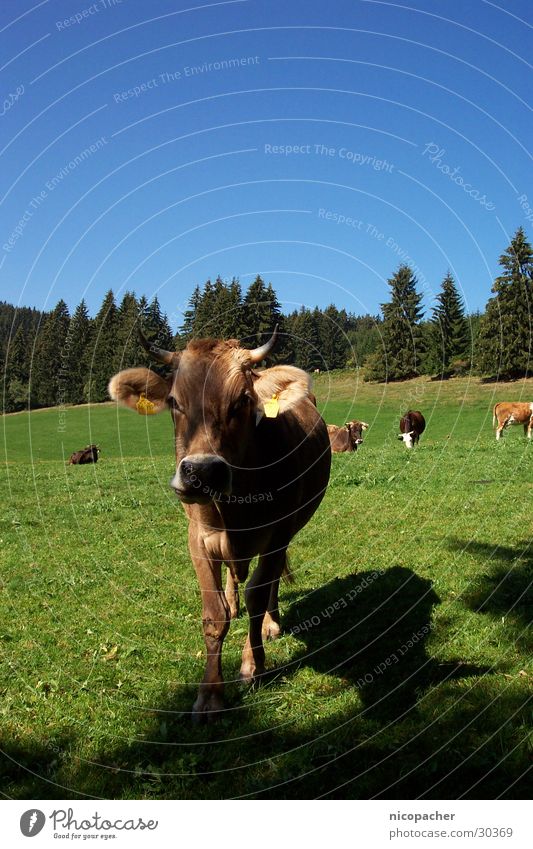Allgäuer Kuh Sommer Wiese grün Viehweide Rind Weide Gras Tier Berge u. Gebirge Horn blau Blauer Himmel warme jahreszeit