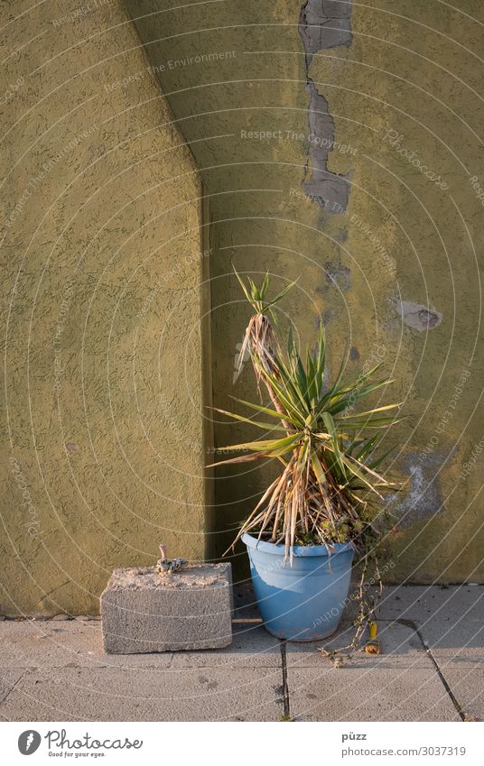 Topfpflanze Natur Schönes Wetter Wärme Dürre Pflanze Dorf Kleinstadt Menschenleer Gebäude Mauer Wand Fassade Stein trist trocken blau gelb grün Palme