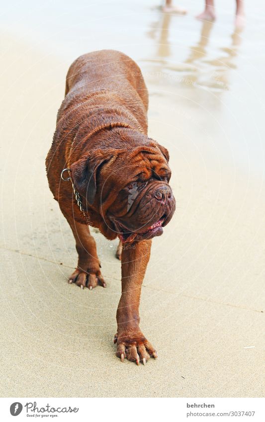 röllchen nach dem feste Ferien & Urlaub & Reisen Tourismus Ausflug Abenteuer Ferne Freiheit Küste Strand Meer Karibisches Meer Haustier Hund Tiergesicht Fell