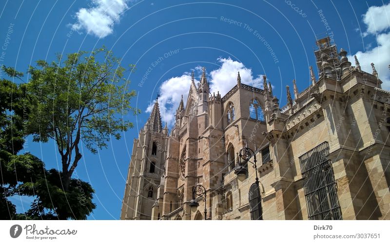 Santa María de León Ferien & Urlaub & Reisen Tourismus Sightseeing Städtereise Sommer Sommerurlaub Sonnenlicht Schönes Wetter Baum Spanien Kastilien und Leon