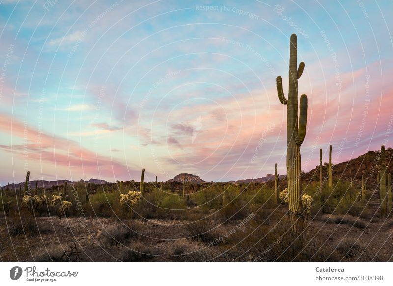 Im Abendlicht, ein Saguaro Kaktus im Vordergrund der Wüstenlandschaft Ausflug Ferne Freiheit wandern Natur Landschaft Sand Himmel Wolken Horizont Schönes Wetter