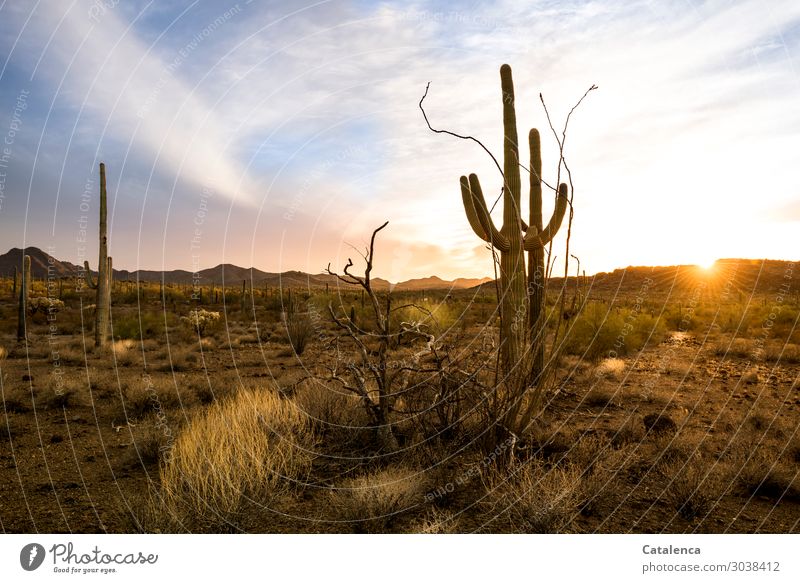 Die Sonne geht hinter den Hügeln am Horizont unter, die Kakteen in der Wüste schauen zu Kaktus Saguaro Ocotillo Büsche Pflanze Dornen Sonnenuntergang