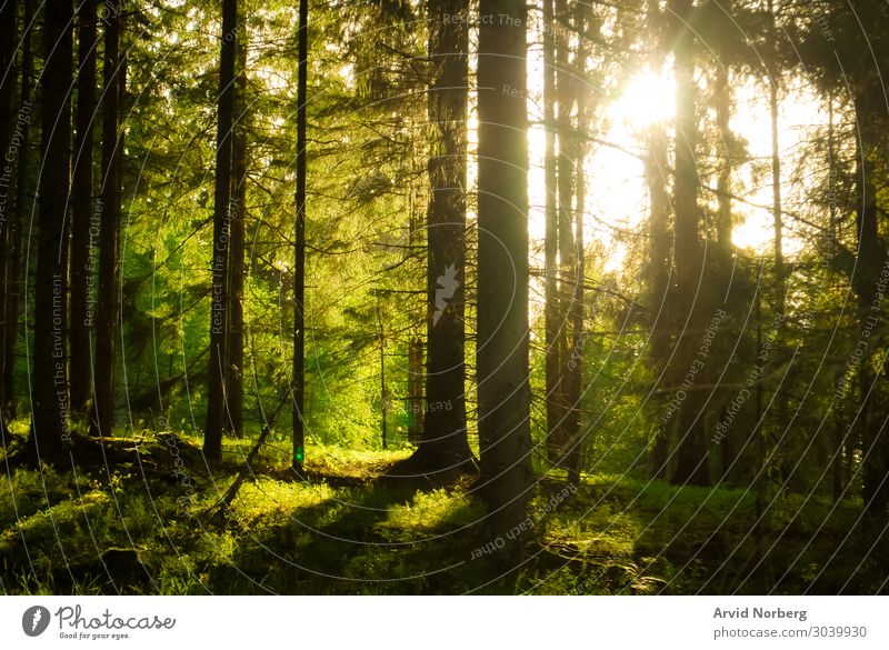 Sonnenlicht, das durch Trres scheint. schön harmonisch Sommer Umwelt Natur Landschaft Herbst Nebel Baum Blatt Park Wald Urwald natürlich gelb grün Hintergrund