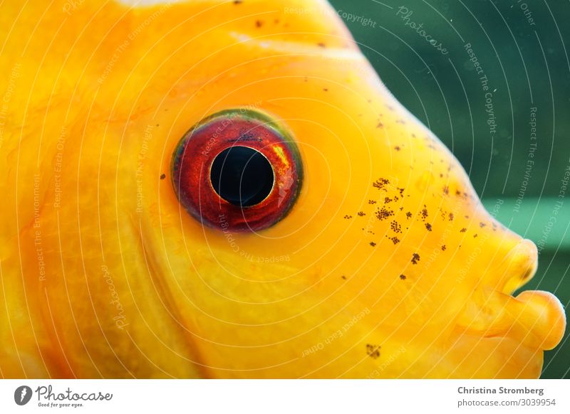Schau mir in die Augen Schwimmen & Baden Tier Haustier Fisch Aquarium Diskusfisch Buntbarsch mehrfarbig Aquaristik tropisch Bewohner Blick Wasser Fluss Amazonas