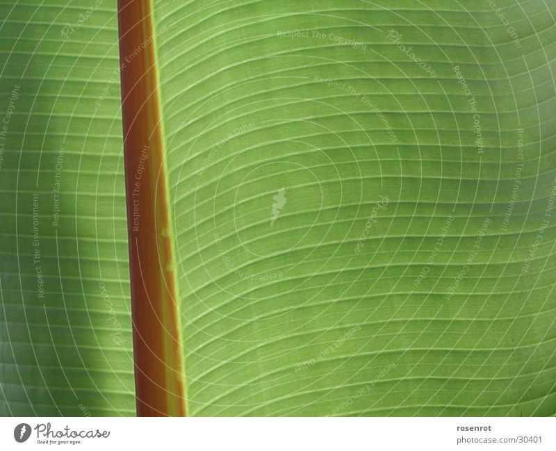 Bananenblatt grün Blatt Linie Strukturen & Formen