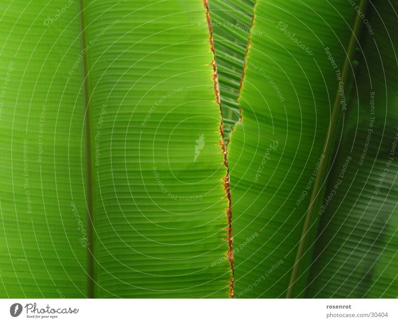 Blätter Blatt Banane Bananenblatt grün Detailaufnahme