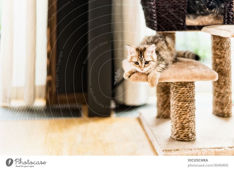 Lustiges Kätzchen spielt auf dem Kratzbaum im Wohnzimmer. Sibirische Rassekatze lustig Katzenbaby lebend Raum sibirisch spielerisch Stammbaum Fenster spielen
