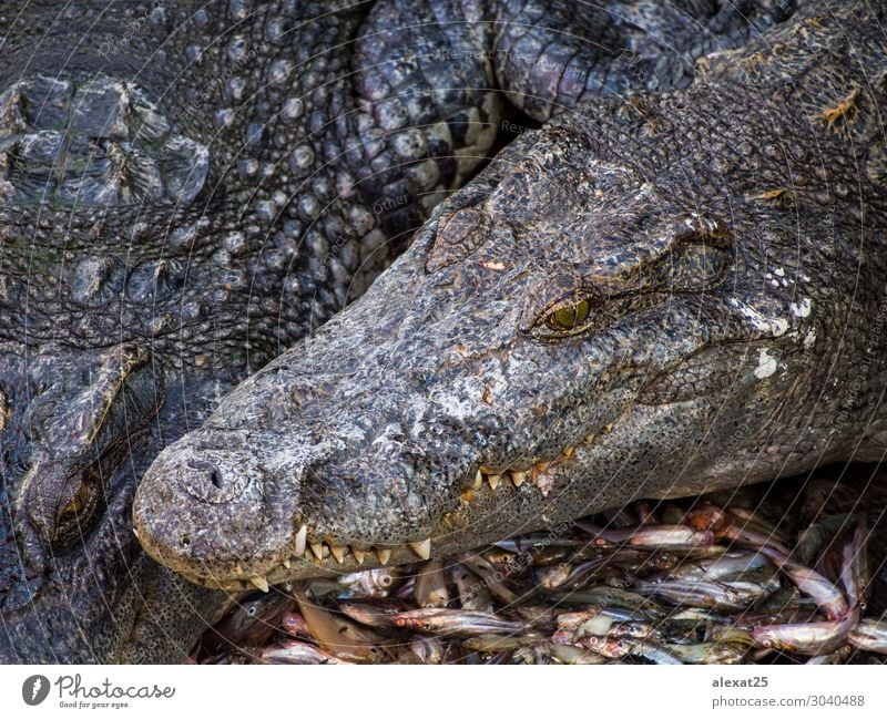 Krokodilkopf in einer Krokodilfarm Haut Mund Zähne Natur Tier Fluss Wege & Pfade groß wild gefährlich Alligator Amphibie Biss Fleischfresser Ausschnitt Gefahr