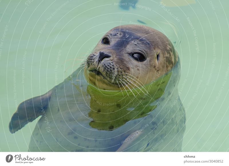 Schwebezustand Meer Tier Wildtier Tiergesicht Robben Robbenbaby 1 Blick grün Gelassenheit geduldig ruhig Natur Wasser Schwimmbad Schweben skeptisch Farbfoto