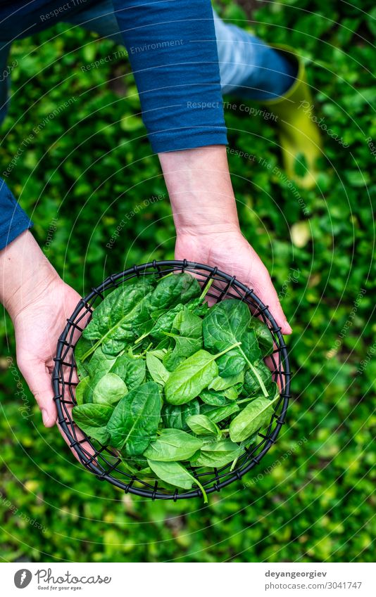 Gärtner pflückt Spinat im Biobetrieb Gemüse Garten Gartenarbeit Mensch Frau Erwachsene Pflanze Blatt Wachstum frisch natürlich grün Kommissionierung Biografie