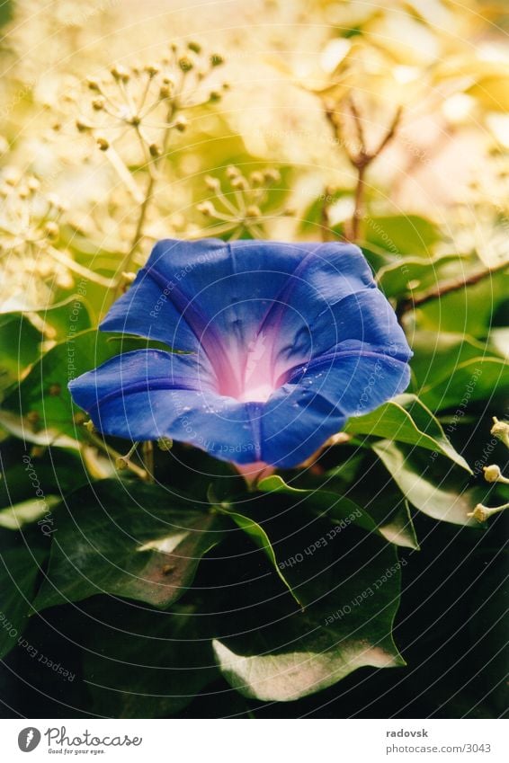 Blaue Blume violett blau Makroaufnahme