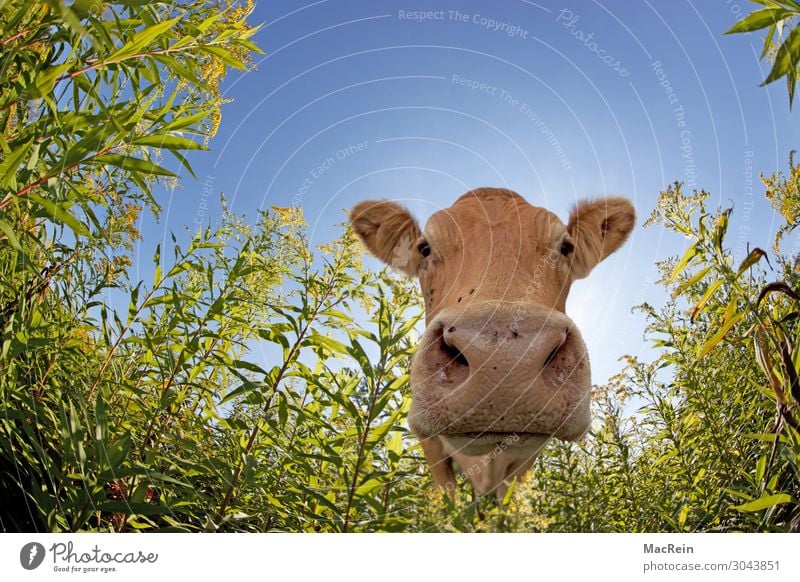 Kuh Landwirtschaft Ein Lizenzfreies Stock Foto Von Photocase