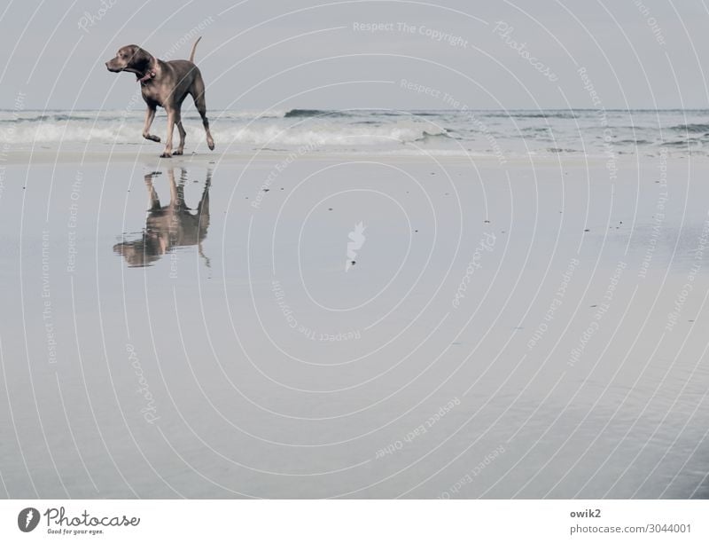 Doppeldogge Freizeit & Hobby Ferien & Urlaub & Reisen Ausflug Natur Landschaft Sand Wasser Wolkenloser Himmel Horizont Schönes Wetter Wellen Küste Ostsee Hund 1