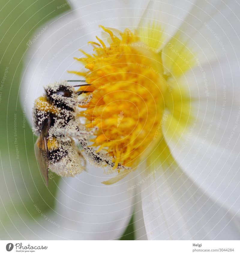 Nahaufnahme einer mit Pollen bedeckten Hummel auf einer weiß-gelben Dahlienblüte Umwelt Natur Pflanze Tier Sommer Schönes Wetter Blume Blüte Blütenblatt Garten