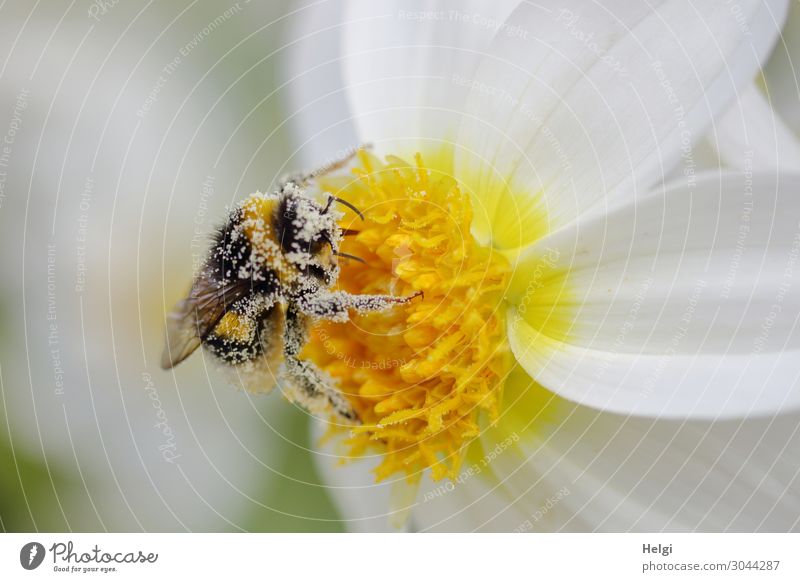 mit Pollen bedeckte Hummel sitzt auf einer weiß-gelben Dahlienblüte Umwelt Natur Pflanze Tier Sommer Schönes Wetter Blume Blüte Garten Wildtier 1 festhalten