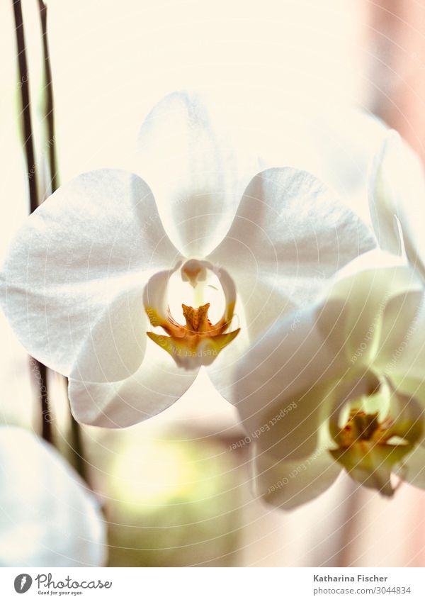 Orchidee weiß Natur Pflanze Frühling Sommer Herbst Winter Blume Dekoration & Verzierung Blühend schön gelb orange Orchideenblüte Farbfoto Innenaufnahme