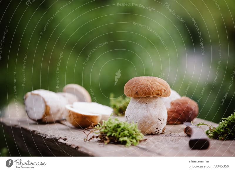 Frisch gesammelte Steinpilze auf einem Holzbrett Lebensmittel Pilz Ernährung Vegetarische Ernährung Natur Sommer Herbst Wald Dickröhrling natürlich Sammlung