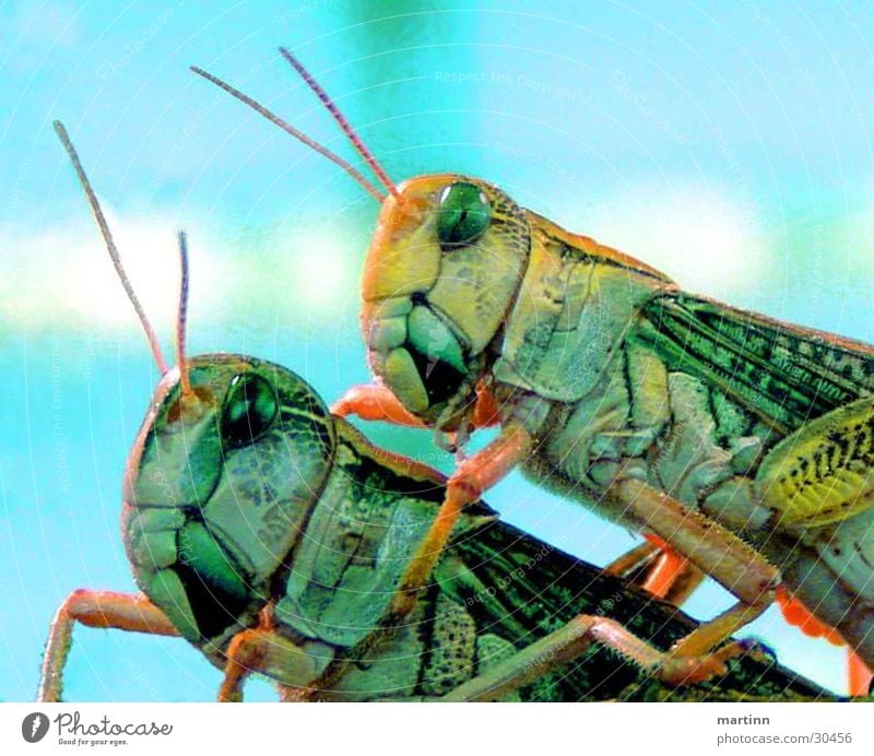 heuschrecken hoppers Tier Heuschrecke 2 Verkehr Makroaufnahme Farbe Natur